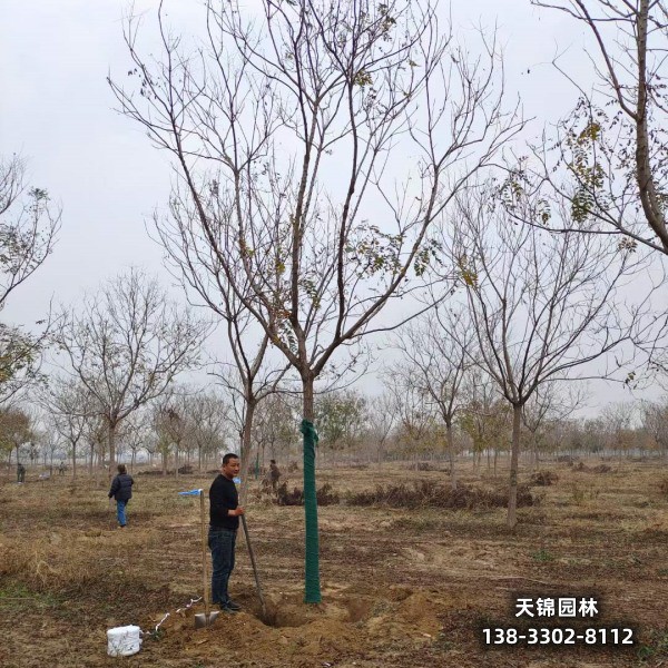 雄安地区大乔木基地,7公分栾树,本地价格