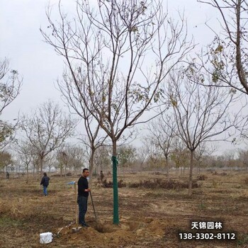 雄安地区专业经纪人,栾树小苗,低价供应