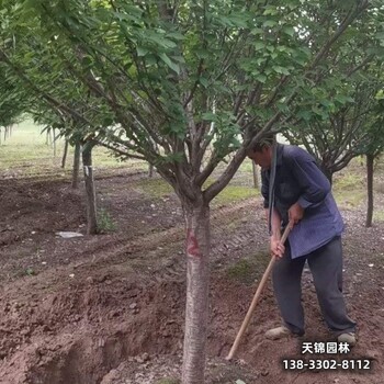 雄安地区14公分樱花价格咨询-吉野樱-樱花批发地