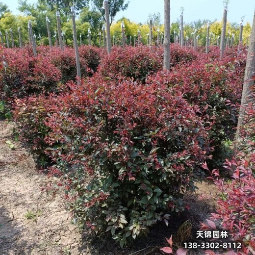 雄安地區(qū)彩葉苗木,紅葉李小苗,哪里種植