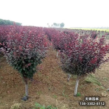 雄安地区太阳李种植户,红叶李移栽苗,货到付款