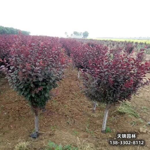 雄安地区彩叶苗木,5公分红叶李,自产自销