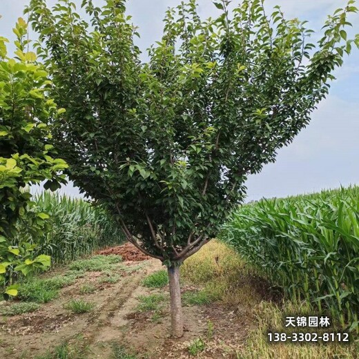 雄安地區5公分櫻花,苗木質量好,_苗木經紀人專做晚櫻