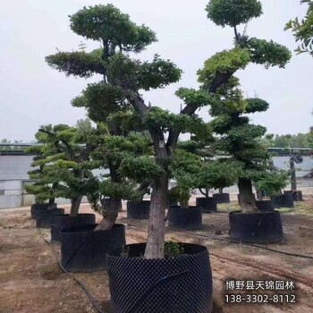 保定市定州-河北60公分卫矛哪里种植