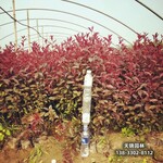 雄安地区太阳李种植户,5公分红叶李,提供技术指导