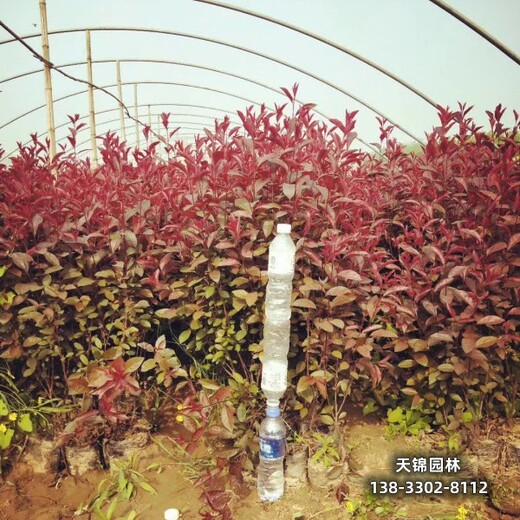 雄安地区太阳李种植户,丛生紫叶李,苗圃现货