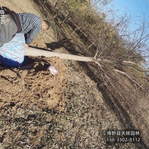 20公分垂柳雄安地區,大喬木基地,平價(jià)銷(xiāo)售