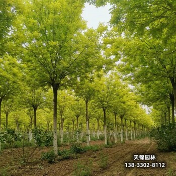 雄安地区12公分白蜡,苗木绿化商哪里销售