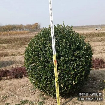 河北安國-60公分天錦園林衛(wèi)矛種植基地