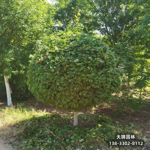 五角楓15,五角楓球,假植苗元寶楓五角楓農(nóng)戶種植