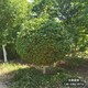 五角楓樹圖