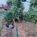 15五角楓,五角楓球,造林苗元寶楓五角楓低價(jià)供應(yīng)
