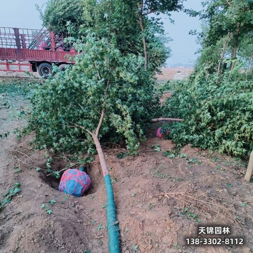 15五角楓,五角楓球,造林苗元寶楓五角楓苗木質(zhì)量好