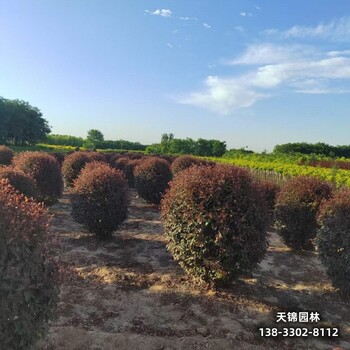 雄安地區苗木經紀人,紅葉李造林苗,附近苗圃
