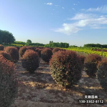 雄安地区苗木经纪人,红叶李杯苗,苗圃种植