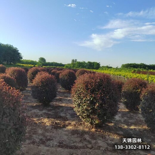 雄安地区苗木经纪人,多分枝红叶李,苗圃现货