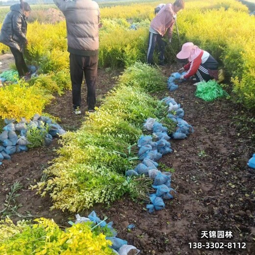 雄安地區(qū)彩葉苗木,12公分金葉榆全國供應(yīng)