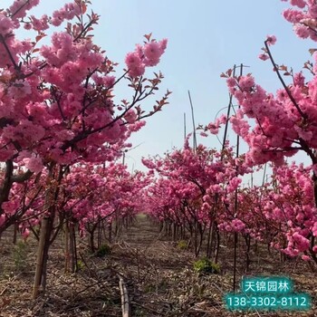 河北安國嫁接樹榆葉梅自產自銷-各種榆葉梅種子
