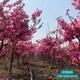 石家庄河北苗木保定6公分榆叶梅厂家,晋城便宜保定6公分榆叶梅产品图