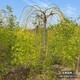 河北淶水縣廊坊金枝槐圖