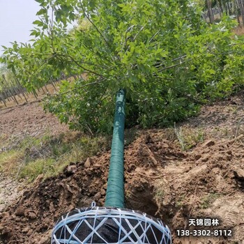 雄安地区12公分白蜡,苗木绿化商哪里销售