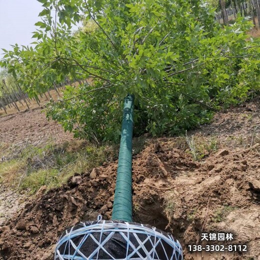 雄安地區(qū)平頭發(fā)帽白蠟,天錦園林綠化新品種