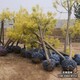 順平縣金枝槐叢生圖