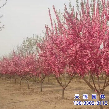 北京假植苗榆叶梅货到付款,红叶榆叶梅,榆叶梅大苗