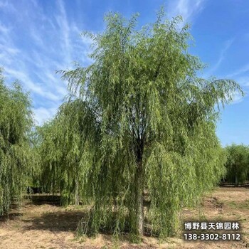 河北保定5公分保定垂柳多少錢(qián)合適-垂柳小苗種植-金葉垂柳