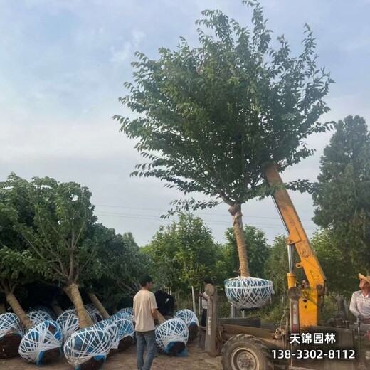 雄安地区10公分樱花,种植基地,_苗木绿化商樱花销售