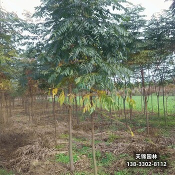 雄安地區大喬木基地,欒樹(shù)苗,到貨價(jià)