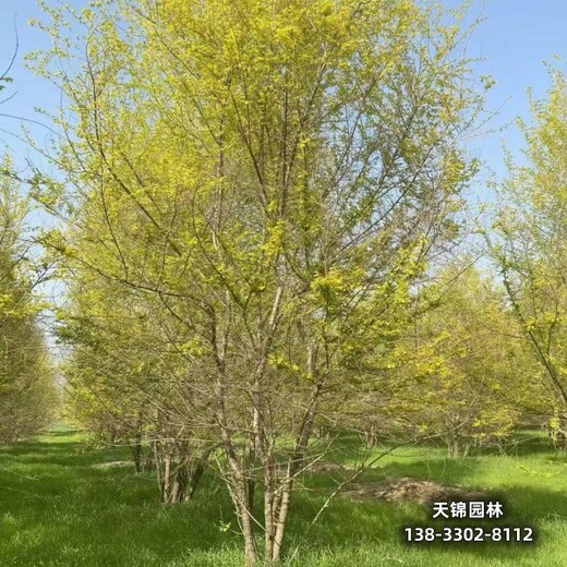 雄安地區(qū)苗木經(jīng)紀(jì)人,美植袋金葉榆成活率高