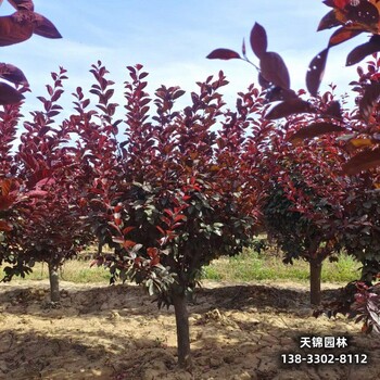 雄安地区彩叶苗木,4公分红叶李,绿化新品种