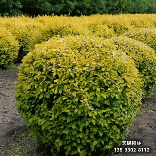 雄安地區(qū)經(jīng)紀(jì)人,12公分金葉榆質(zhì)優(yōu)