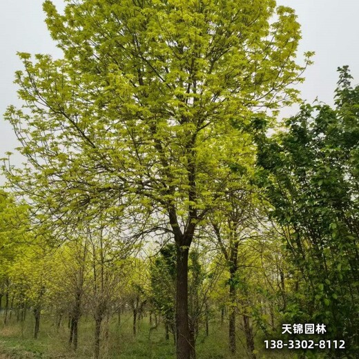 雄安地区12公分白蜡,天锦园林厂家批发