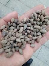 廣西杜英種子批發價格圖片