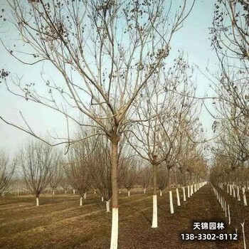 雄安地區苗木經(jīng)紀人,7公分欒樹(shù),苗木質(zhì)量好