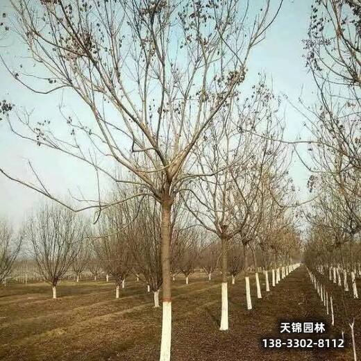 雄安地区苗木经纪人,平头发帽栾树,苗圃种植