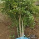 五角楓苗圃圖