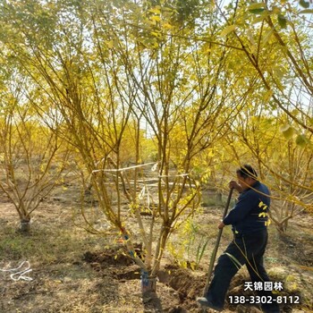 雄安金枝槐河北,苗木绿化商清地处理