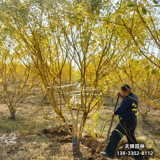 雄安8公分金枝槐,苗木綠化商質(zhì)優(yōu)