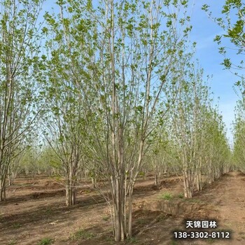 雄安地区7公分白蜡,大乔木基地苗木质量好