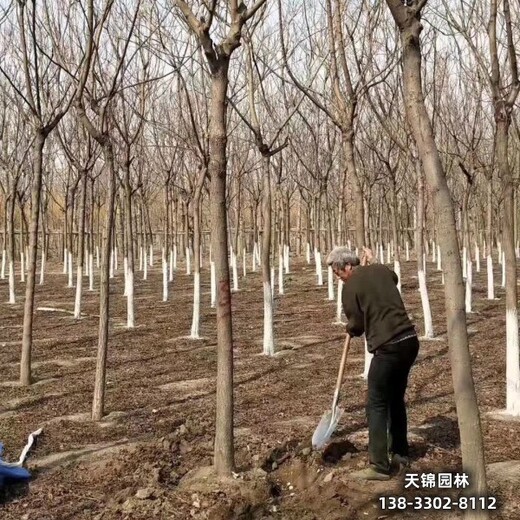 雄安地区苗木经纪人,6公分栾树,价格咨询