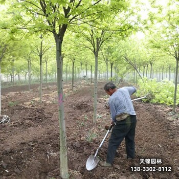 雄安地区15公分白蜡,天锦园林苗木质量好