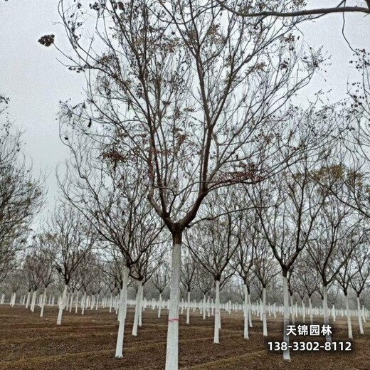 雄安地區(qū)大喬木基地,欒樹工程苗,全國供應(yīng)