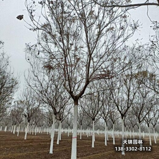 雄安地区大乔木基地,栾树造林苗,本地价格