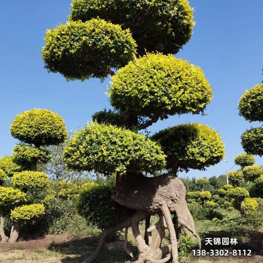 雄安地区经纪人,金叶榆容器苗本地价格