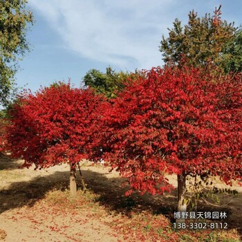 保定市定州-卫矛树天锦园林卫矛自产自销