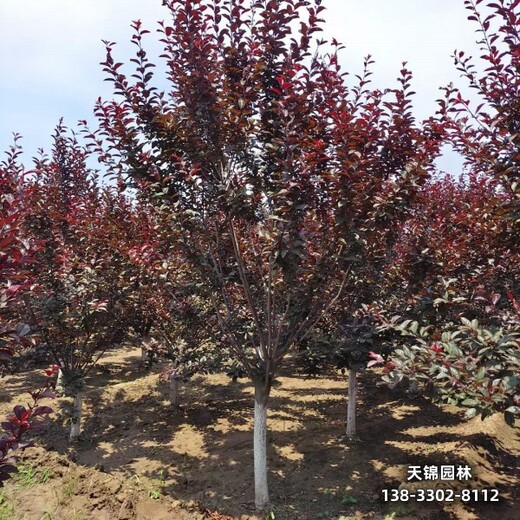 雄安地区苗木经纪人,6公分红叶李,哪里种植