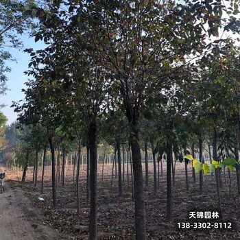 雄安地區(qū)7公分白蠟,苗木綠化商苗圃現(xiàn)貨